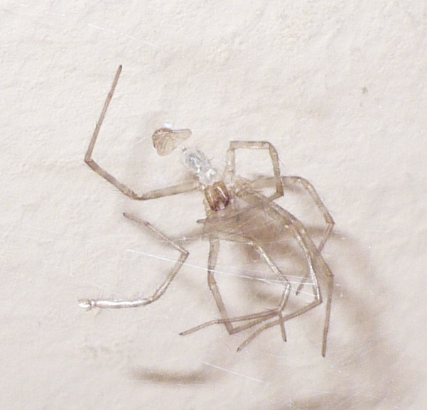 Agelenidae:  Tegenaria sp., femmina  - Fenestrelle (TO)